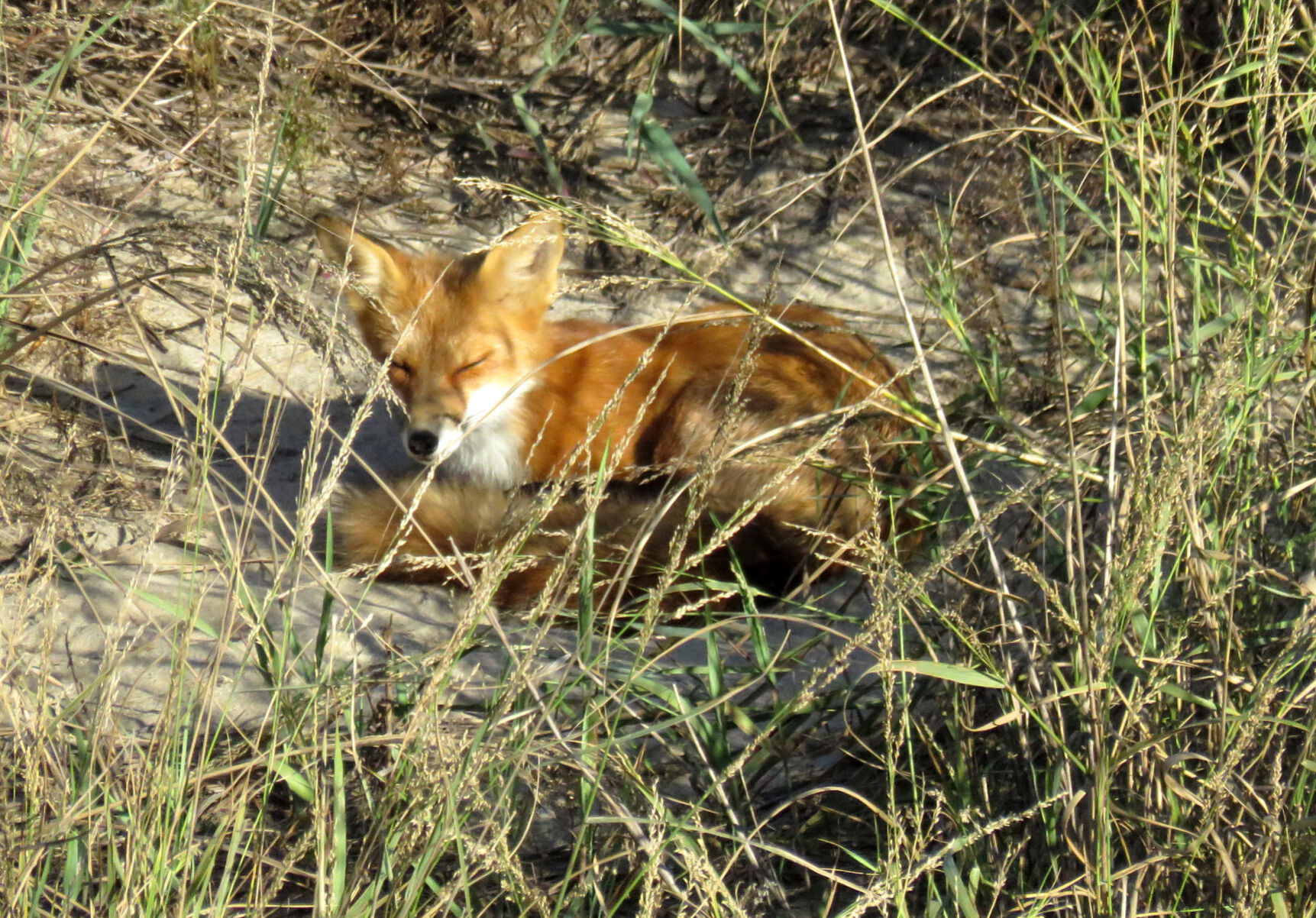 Fox napping